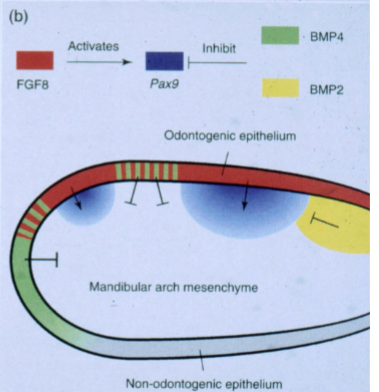 <p>-tooth forming epithelium: FGF8</p><p>-non-tooth forming epithelium: BMP4</p><p>-PAX9 expression in jaw mesenchyme at underlying future tooth sites (PAX9 required for tooth initiation)</p>