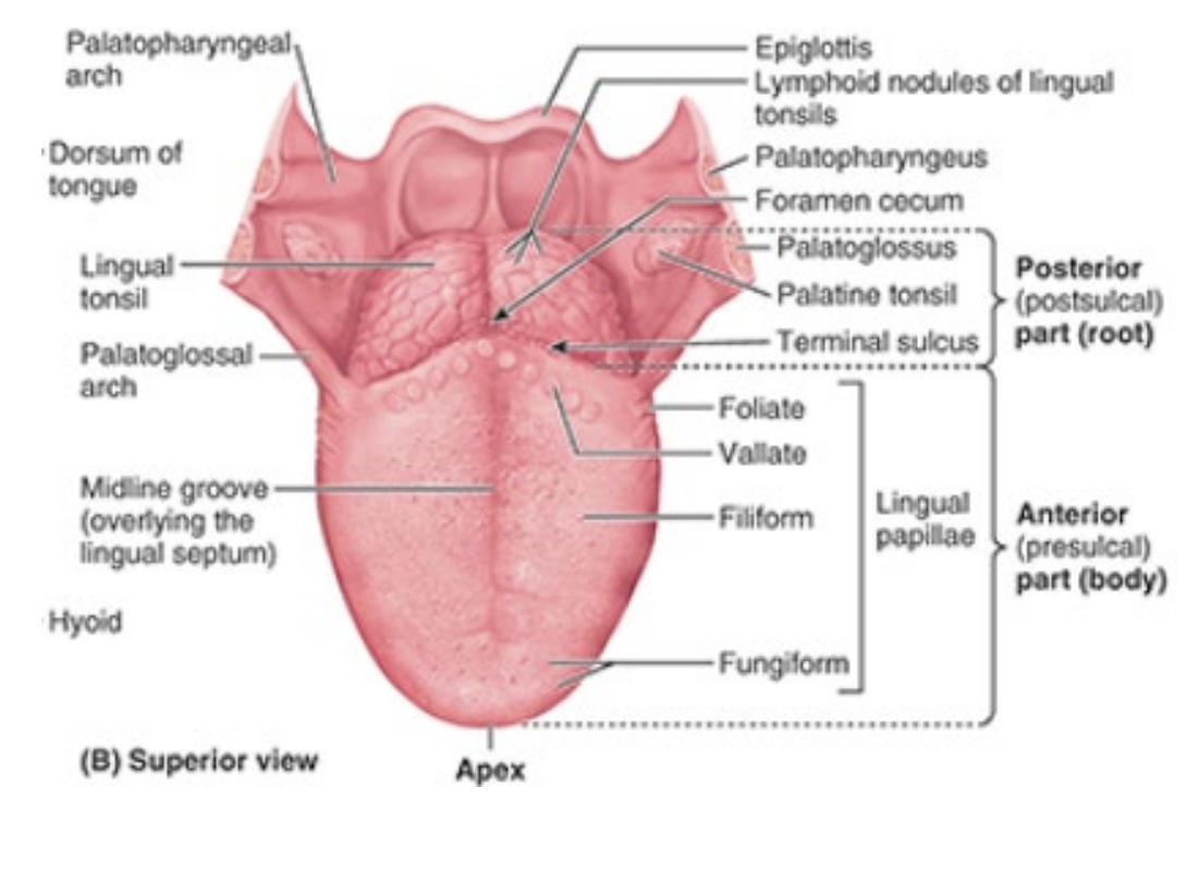 <p>notes: terminal sulcus divides oral from phargyngeal part of tongue</p>