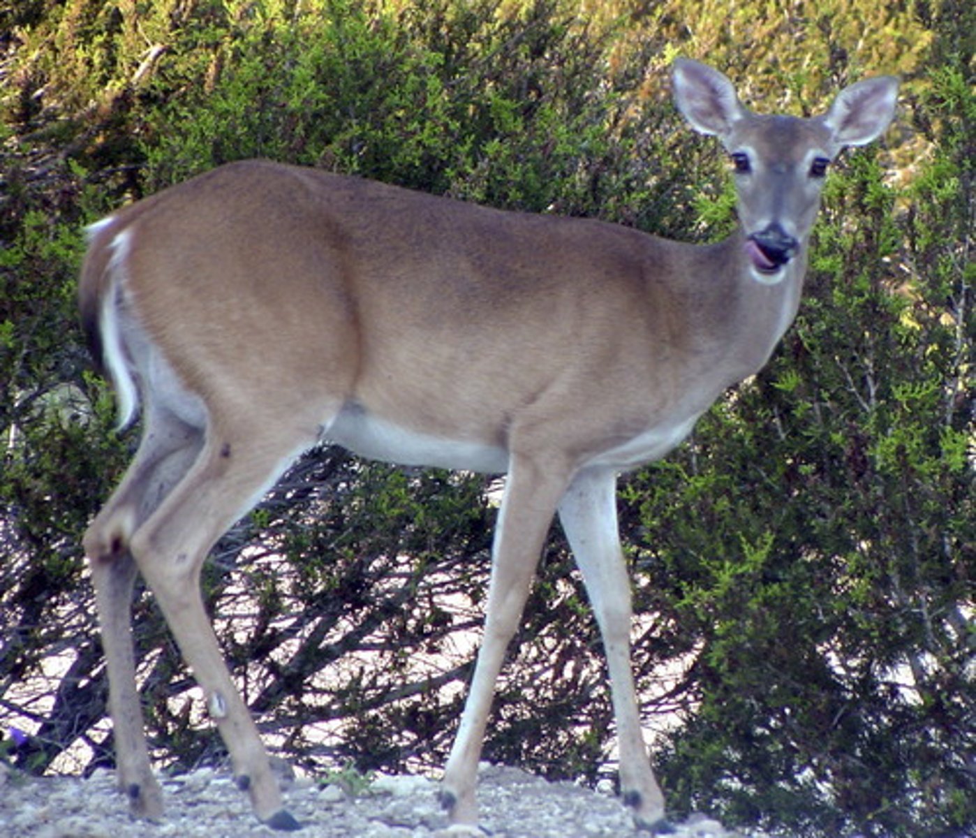 <p>White-tailed Deer</p>