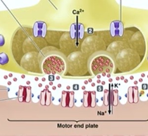 <p><strong>Monovalent Cation Channel</strong></p><p>→ Na<sup>+</sup> AND K<sup>+</sup> goes through! ( but Na<sup>+</sup> is faster )</p><p>= depolarization → EPP → action potential!</p>