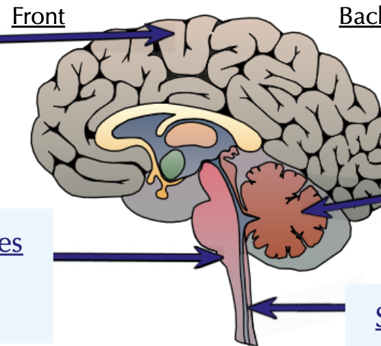 <p><strong>The Brain</strong></p><p>Label the parts of the brain, 4 labels</p>