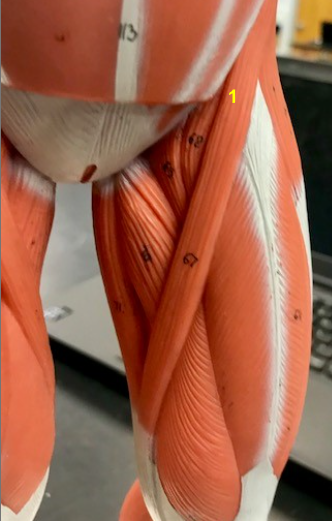 <p>What is the muscle indicated by the yellow 1? Function?</p>