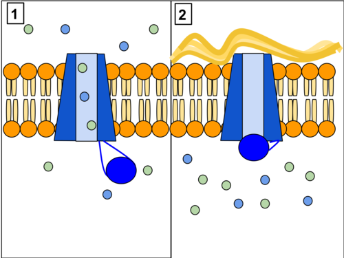 The CFTR protein is a channel protein that controls the flow of H2O and Cl- ions into and out of cells inside the lungs. When the CFTR protein is working correctly, as shown in Panel 1, ions freely flow in and out of the cells. However, when the CFTR protein is malfunctioning as in Panel 2, these ions cannot flow out of the cell due to a blocked channel. This causes Cystic Fibrosis, characterized by the buildup of thick mucus in the lungs.