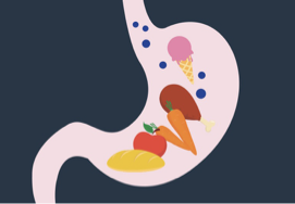 <p>The stomach is responsible for the digestion of protein and ionization of minerals. The parietal cells of the stomach secrete hydrochloric acid (gastric acid). </p><p>Pepsin is secreted by the stomach and breaks up proteins</p><p></p>