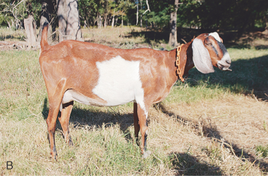 <p>what breed and used for</p>