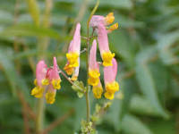 Pink corydalis