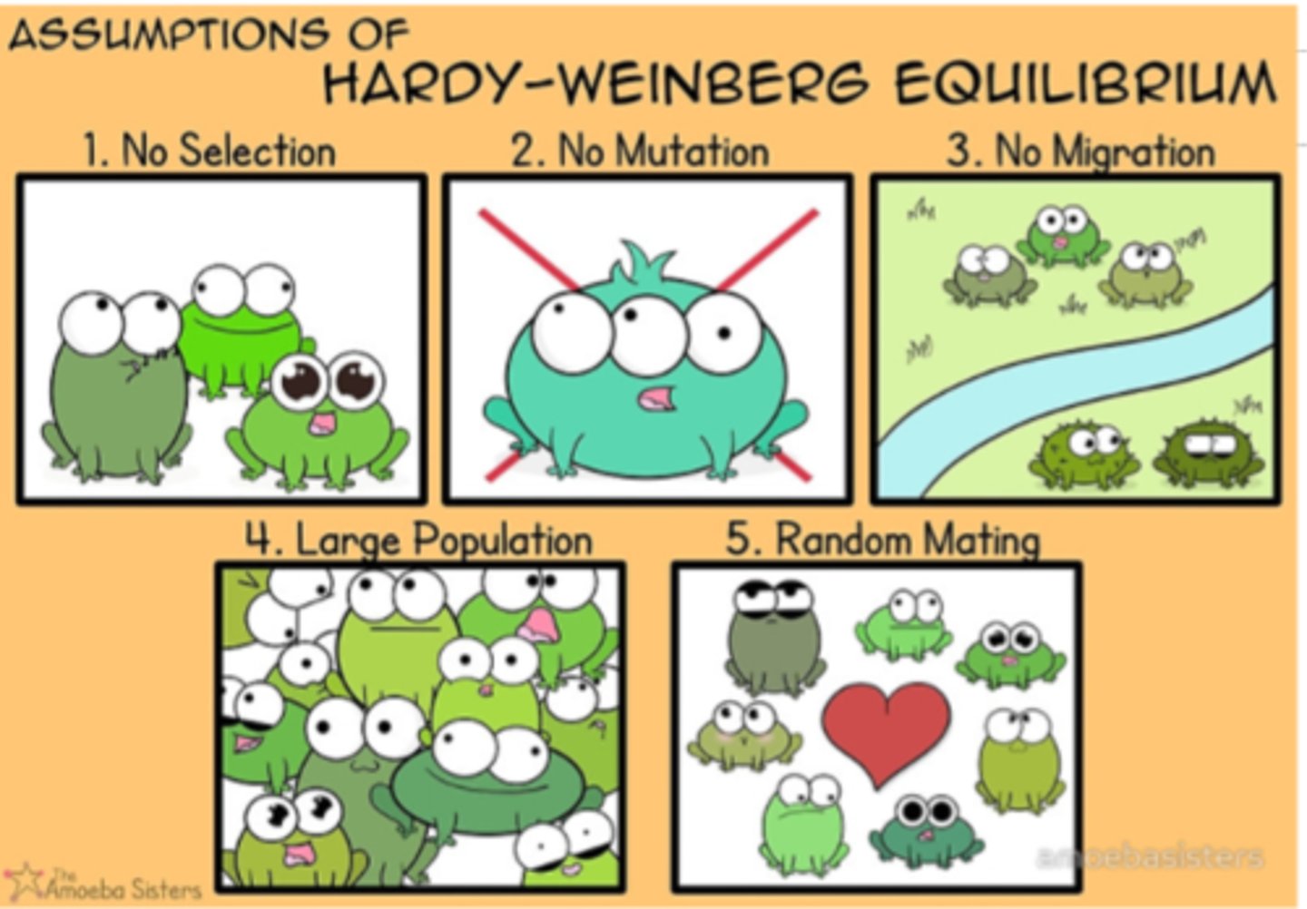 <p>1. No mutations</p><p>2. Random mating</p><p>3. No natural selection</p><p>4. Extremely large population size</p><p>5. No gene flow</p>
