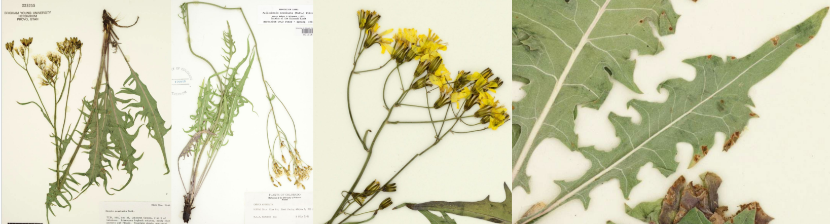 <p>Many flowers/stem</p><p>Basal leaves taper to a tip</p><p>Deeper serrations</p>