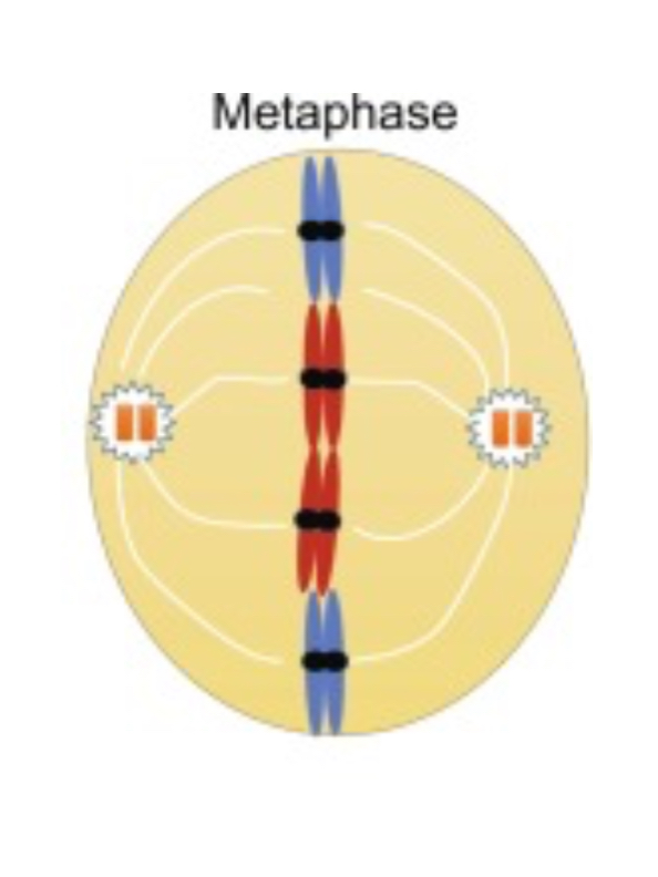 <ul><li><p>The chromosomes align at the metaphase plate (an imaginary line) - this is the cells equatorial plate.</p></li><li><p>Spindles attach to the centromere of the chromosomes.</p></li><li><p>The cell's nucleus dissolves</p></li><li><p>Chromosomes condense and move together</p></li><li><p>Microtubules from centrosomes on opposite poles of the cell attach to kinetochores on chromosomes</p></li></ul>
