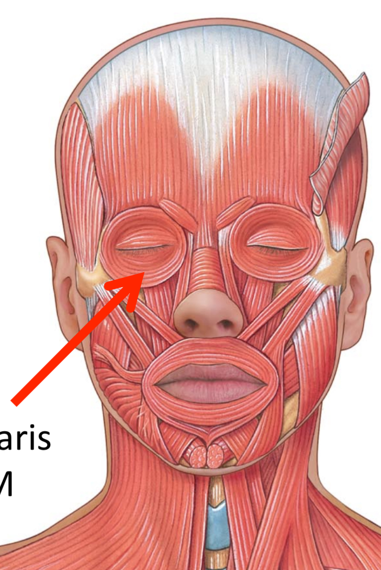 <p>Circular Muscle</p>