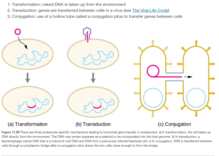 <p>Transformation. transduction, and conjugation </p>