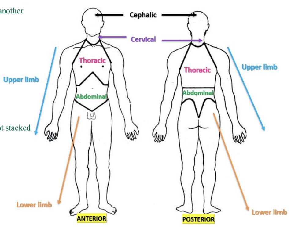 <ul><li><p>vertical axis - they stack on top of one another</p><ul><li><p>cephalic (head)</p></li><li><p>cervical (neck)</p></li><li><p>thoracic (chest)</p></li><li><p>abdominal (stomach)</p></li></ul></li><li><p>oblique axis - away from body, not stacked on top of one another</p><ul><li><p>upper limb</p></li><li><p>lower limb</p></li></ul></li></ul><p></p>
