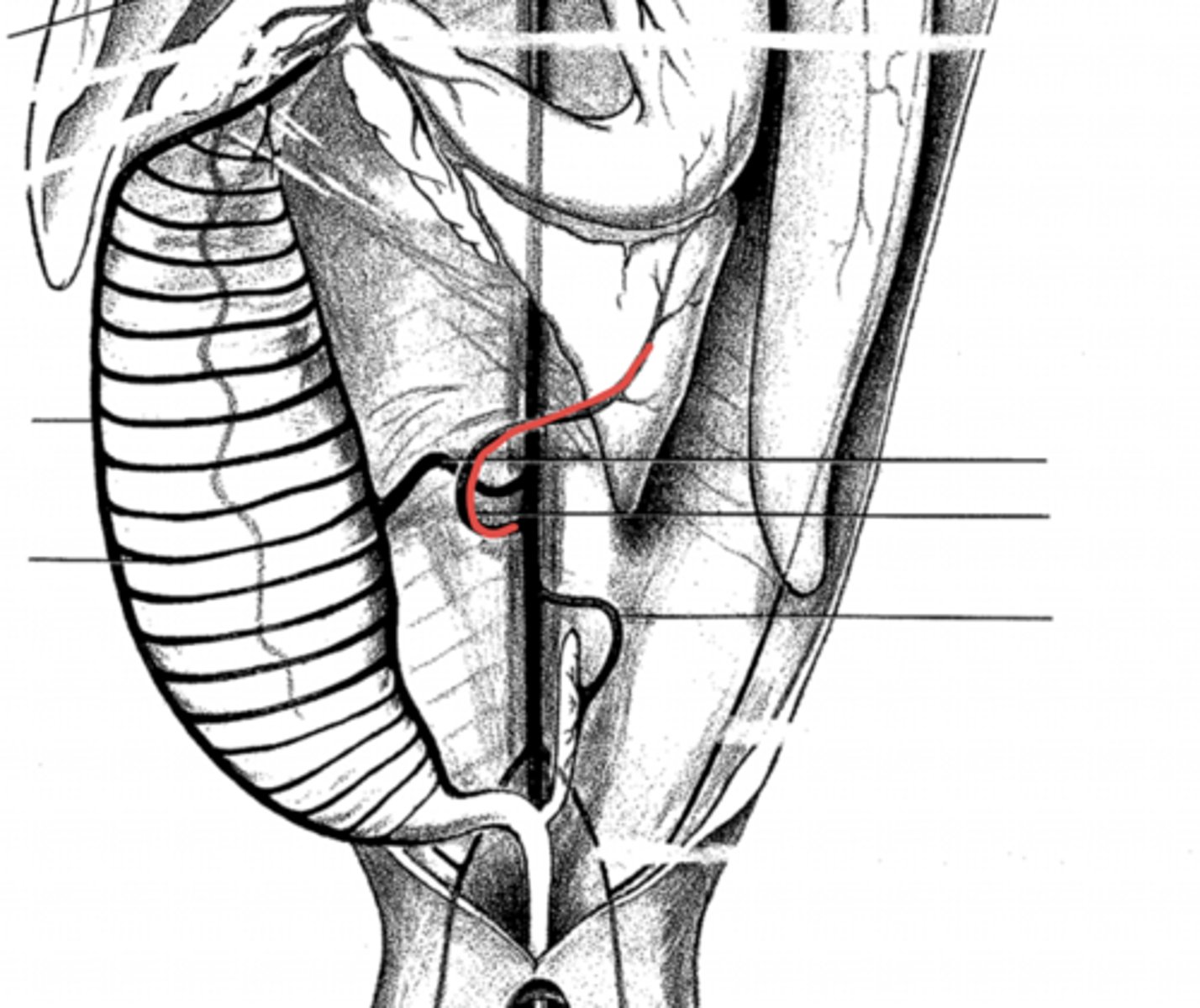 <p>where does the gastrosplenic artery supply blood?</p>