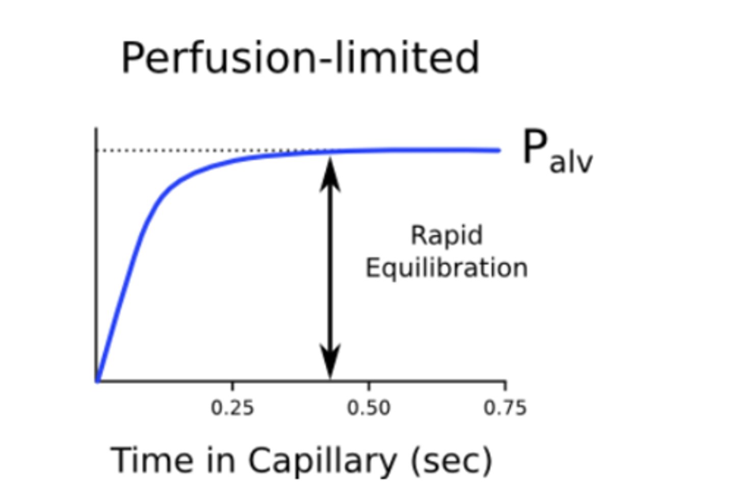 <p>the rate of gas uptake is determined by the capillary blood flow ==&gt; equilibrium is reached rapidly</p><p>ex: N2O</p>