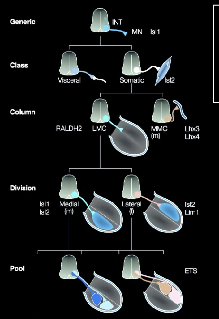 <p>→ <strong>Cross-repressive interactions between islet-1 and Lim-1 maintain a stable distinction between these two sets of cells</strong></p><p></p><p></p>
