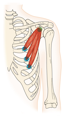 <p>pectoralis minor - Action</p>