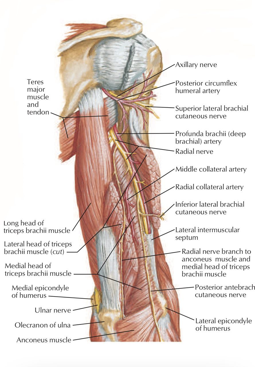 <p>Runs with the *Radial nerve in the radial groove* behind the humerus. Mnemonic: "Profunda = deep with Radial."</p>