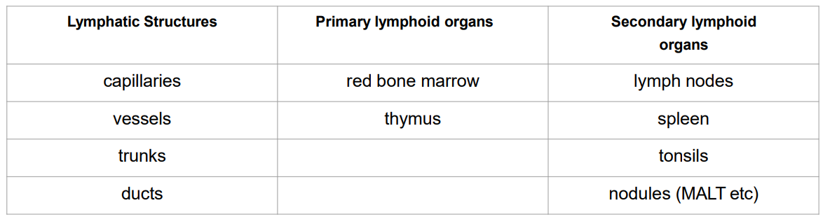 <p>- Primary lymphoid organs function is: lymphocyte generation</p><p>- secondary lymphoid organs function is: lymphocytes exposed to antigen and activated for effector function</p>