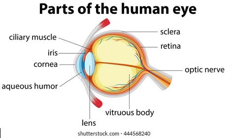 <p>controls shape of lens</p>