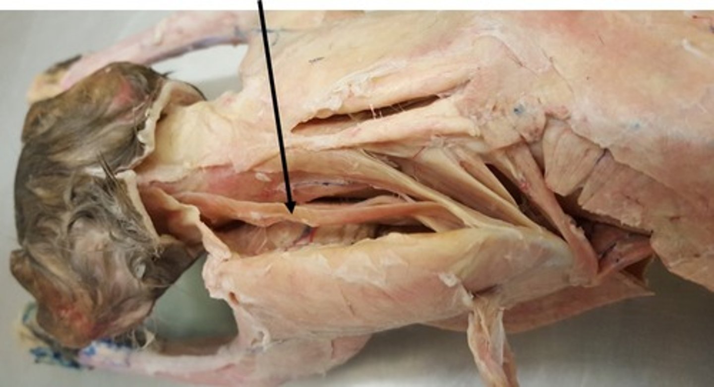 <p>Origin- Posterior of skull</p><p>Insertion- Scapula</p><p>Action- Pulls scapula anteriorly</p>