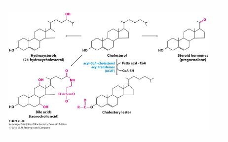 <p>- Membrane component - free cholesterol</p><p>- Storage - cholesteryl esters</p><p>- Cholesterol derivatives: Steroid Hormones, Vitamin D, Bile Salts</p><p>- Cholesterol transport: lipoproteins</p><p></p><p>- cholesterol is used to make steroid hormones (in the adrenal glands, gonads etc)</p>
