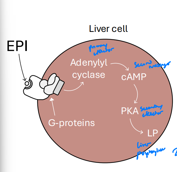 <p>What are the different classsifcations i.e Primary effector, secondary messanger etc.</p>