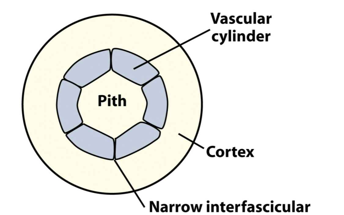 <ul><li><p>common in dicots/gymnosperms</p></li><li><p>narrow interfasicular regions</p></li></ul><p></p>