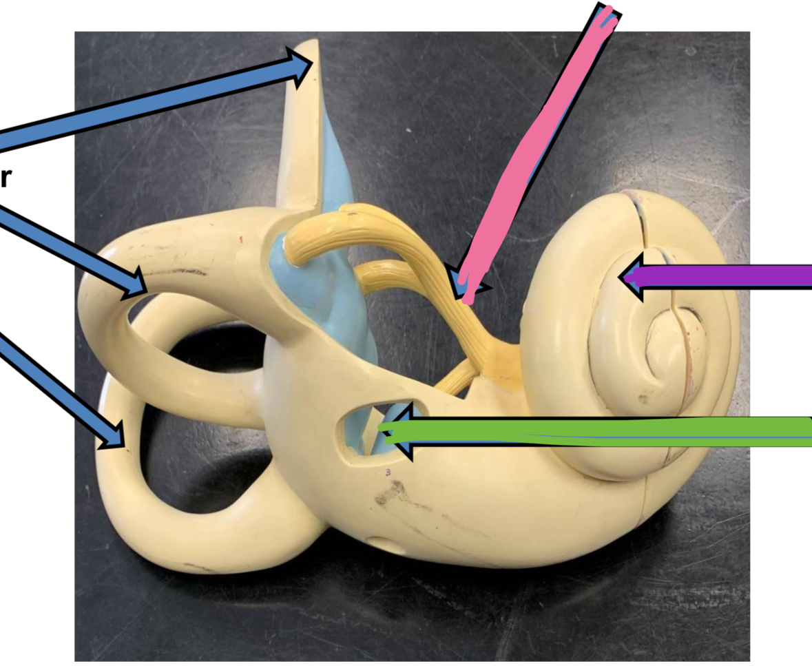 <p>Green points to what part of the inner ear</p>