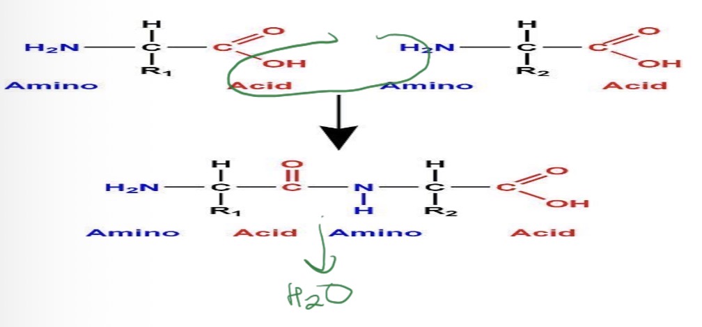 <ul><li><p>proteins are made of AMINO ACIDS</p></li><li><p>each amino acid is a 2 carbon long structure with an AMINE &amp; CARBOXYL functional groups</p></li><li><p>link together using CONDENSATION REACTION for amine group to carboxyl group → called a ‘peptide bond’</p></li><li><p>2 amino acid sequence based → called a dipeptide</p></li><li><p>3 long amino acid → tripetide</p></li></ul>