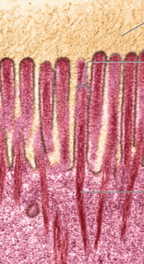 <p>Microvilli</p>