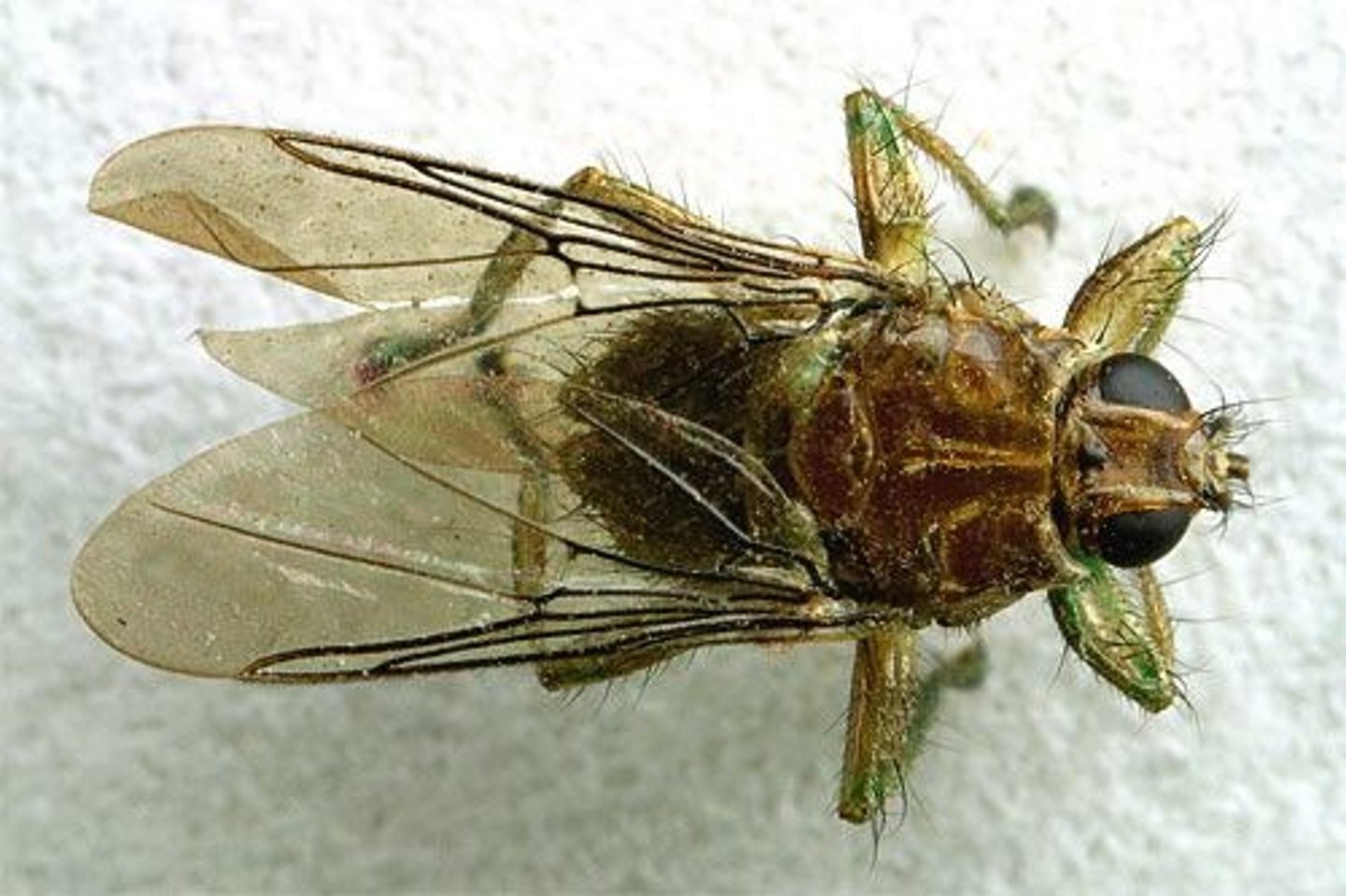 <p>Parasites of birds and mammals, mammal species wingless, walk crablike, good at avoiding capture, eggs in abdomen, birth to larvae (some pupae) are glued to host hair/feather, flat leathery body</p>