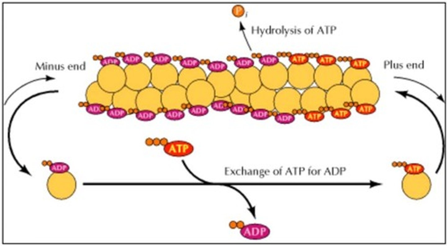 <p>The less active end of an actin filament/microtubule</p>