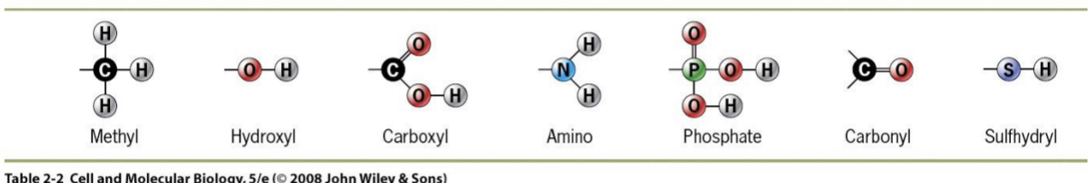 <ul><li><p>particular atom groupings that behave as a unit.</p></li><li><p>These affect the properties of biomolecules (e.g. change chemical reactivity) because:</p><ul><li><p>Contain electronegative atoms (N,O,P,S)</p></li><li><p>Can make molecules more polar or more reactive</p></li><li><p>May confer a positive or negative charge due to ionization</p></li></ul></li><li><p>Memorize functional groups</p></li><li><p>Ex. Sulfhydral present in certain amino acids that form bonds with other proteins that also have sulfer = forming a disulphide bridge → important in joining subunits of protein</p></li></ul><p></p>
