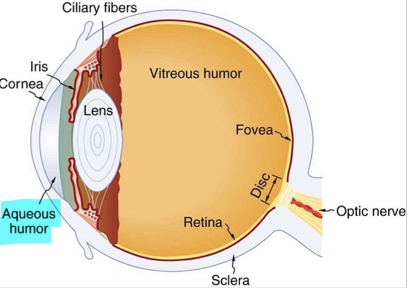 <p><u>Anterior Chamber</u></p><p>Aqueous humour </p>