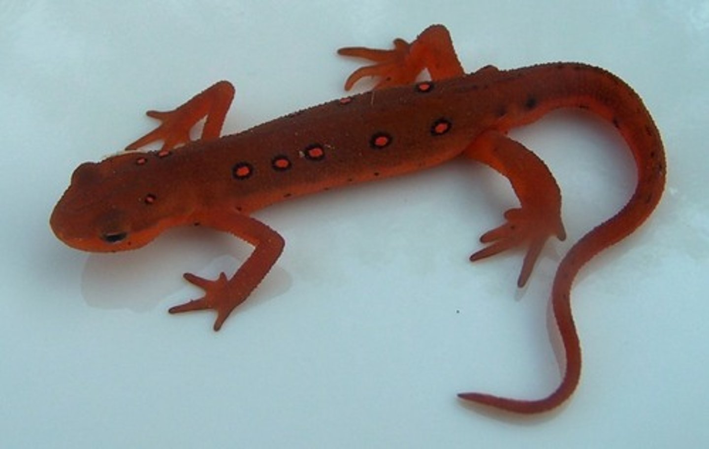 <p>Notophthalmus viridescens</p>