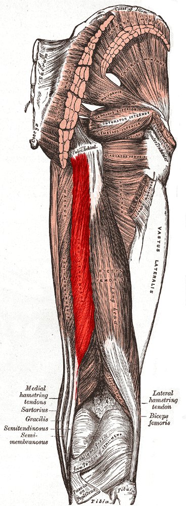 <p>Semitendinosus</p>