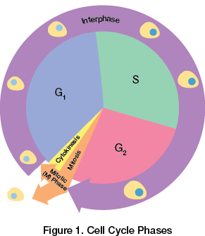 <ul><li><p>Also known as M phase</p></li><li><p>Mitosis and cytokinesis</p></li><li><p>Shorter than interphase</p></li></ul><p></p>