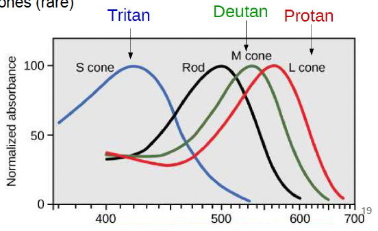 <ul><li><p>monochromacy:&nbsp;</p><ul><li><p>rare</p></li><li><p>requires 2 genes to be disrupt</p></li><li><p>grayscale vision</p></li></ul></li><li><p>dichromacy:</p><ul><li><p>one gene disrupted</p></li><li><p>protanopia: no L-cones (1% males)</p></li><li><p>deuteranopia: no M-cone (1% males)</p></li><li><p>tritanopia: no S-cones (rare)</p></li></ul></li></ul><ul><li><p>anomalous trichromacy</p><ul><li><p>impaired color vision</p></li><li><p>3 cone types present</p></li><li><p>more common than dichromacy</p></li><li><p>protanomaly: 2 M-like cones</p></li><li><p>deuteranomaly: 2 L-like cones</p></li><li><p>tritanomaly: reduced S-cone function&nbsp;</p></li></ul></li></ul><p></p>