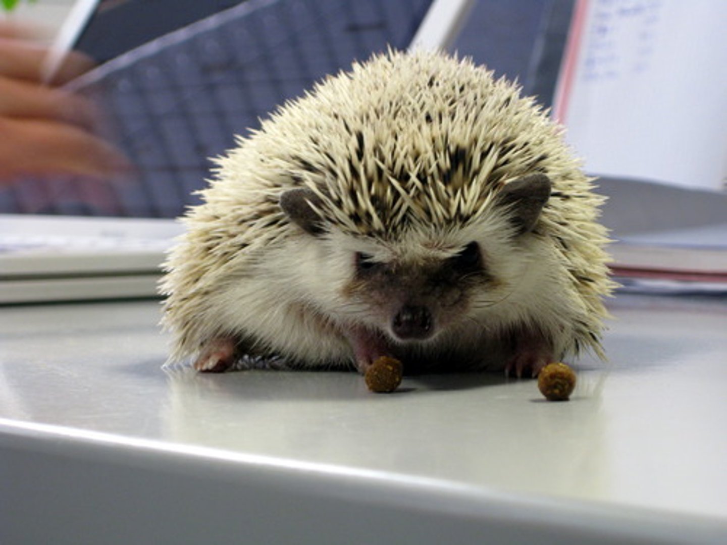 <p>hedgehog</p>