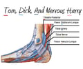 Tom, Dick, And Very Nervous Harry