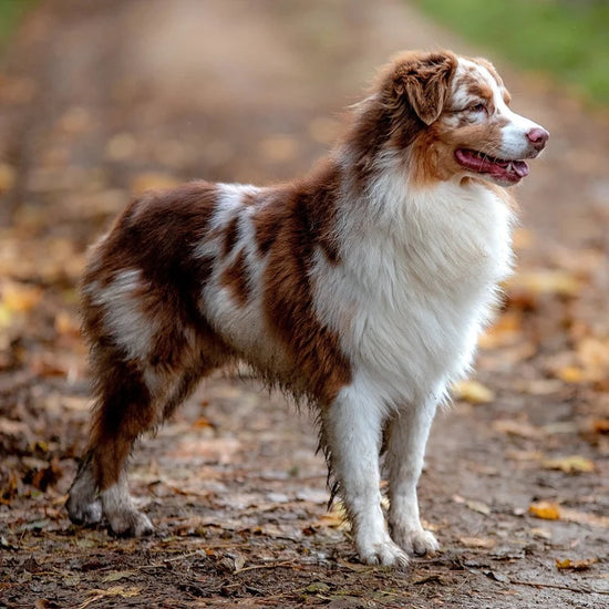 <p>(herding group)</p>