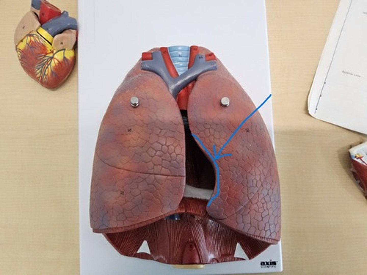 knowt flashcard image