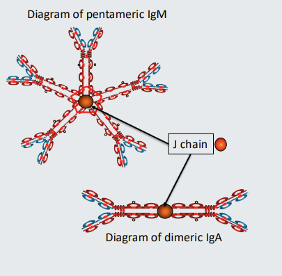 <ul><li><p>IgM in blood is <strong>pentomeric</strong>. It comprises 5 units of IgM held together by a <strong><em><u><mark data-color="#c6d6ff" style="background-color: rgb(198, 214, 255); color: inherit;">molecule </mark></u></em></strong>called <strong>J chain</strong>. ‘J’ stands for ‘joining’. Only when it’s in the blood is it pentameric - when it is on cell surface as part of a <mark data-color="#cbdcff" style="background-color: rgb(203, 220, 255); color: inherit;">B cell receptor</mark> it is <strong>monomeric&nbsp;</strong></p></li><li><p>IgA can be <strong>monomeric of dimeric.</strong> When IgA is dimeric the two units are also held together by J chain.</p></li><li><p>IgA1 and IgA2 subclasses can each be <strong><mark data-color="#d4c7ff" style="background-color: rgb(212, 199, 255); color: inherit;">dimeric or monomeric</mark></strong><mark data-color="#d4c7ff" style="background-color: rgb(212, 199, 255); color: inherit;">. </mark>Therefore there are <strong>4 different types of IgA</strong></p></li></ul><p></p>