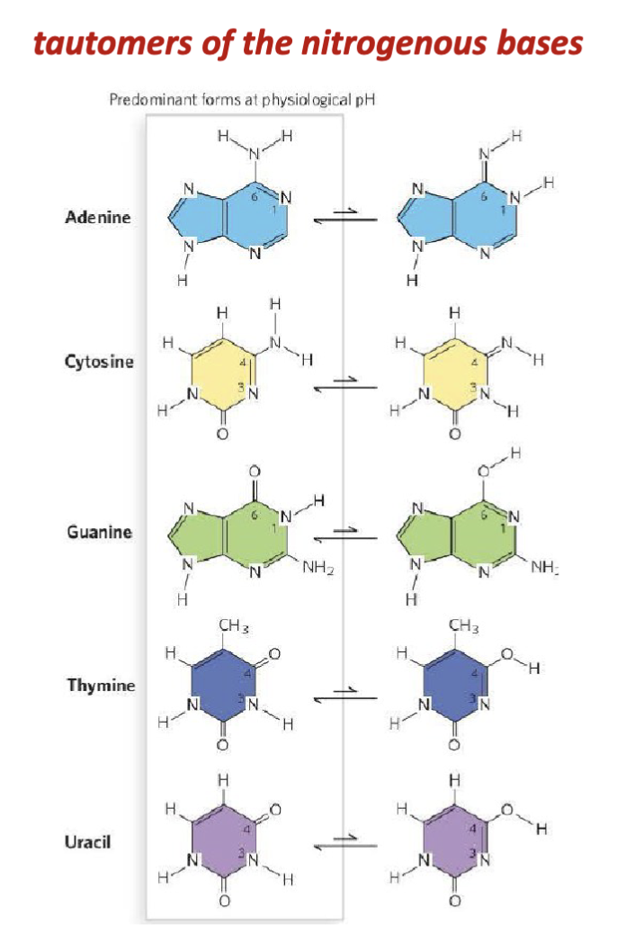 <p>When they were characterizing the nucleic acid bases (Kossel, Levene, Jacobs), they would be extracting the tautomers and not the common form in the body.</p><p>tautomers: lone pairs can abstract one of the protons on the adjacent amino group</p><p>shifting of <strong>a hydrogen atom and a double bond</strong> within the base’s ring system. This is a type of <strong>proton transfer + resonance rearrangement</strong>.</p>