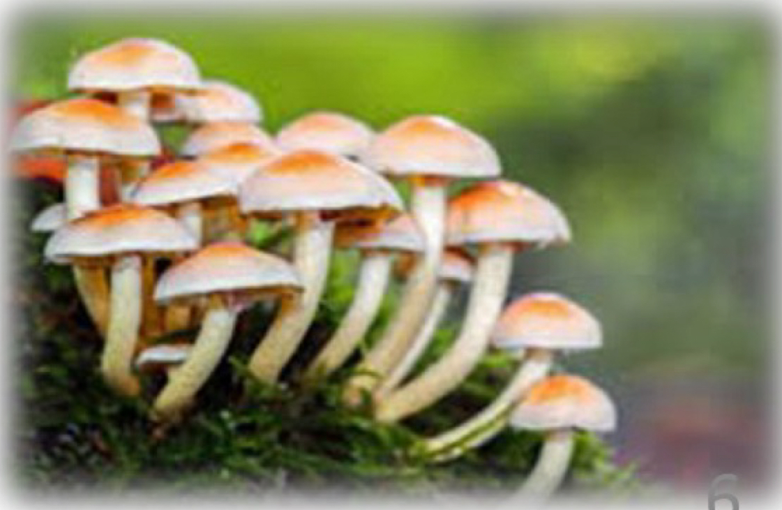 <p>What are the multicellular fungi called</p>