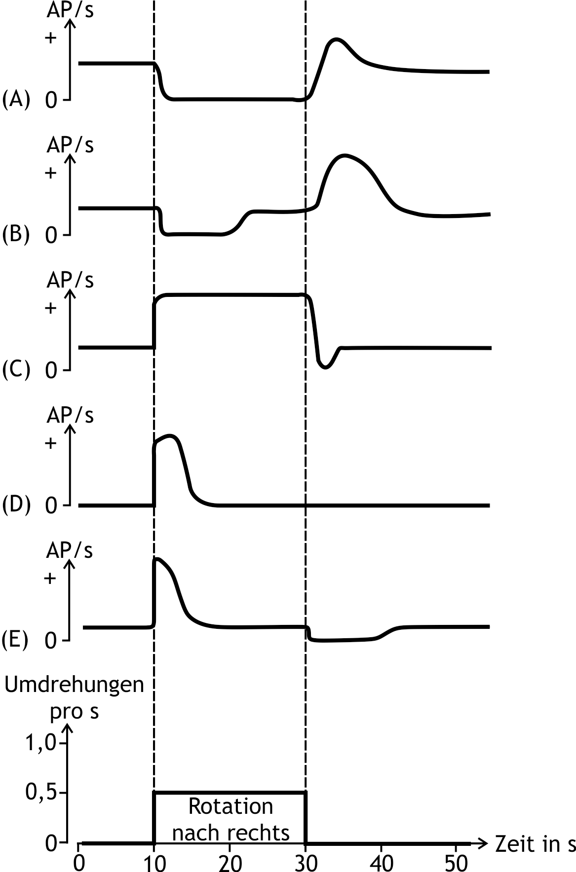 <p>12. A subject is seated upright on a rotating chair with the head tilted forward by 30 degrees and is rotated to the right at a constant angular velocity (0.5 revolutions per second) for 20 seconds.</p><p>Which of the curves (A) to (E) most likely represents the course of the action potential frequency (AP/s) in afferent nerve fibers from the right horizontal semicircular canal?</p><p>(+ indicates activation, 0 indicates no activity)</p><p>A. (A)</p><p>B. (B)</p><p>C. (C)</p><p>D. (D)</p><p>E. (E)</p>