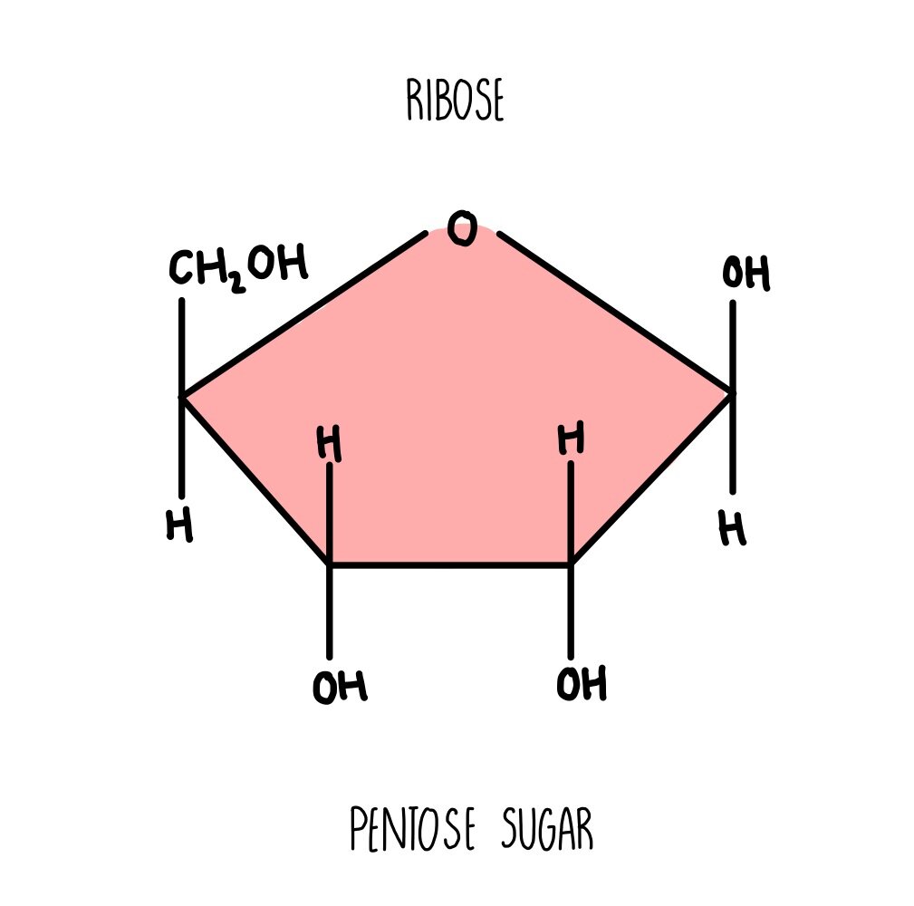 <p>-OH attached to carbon 2 </p>
