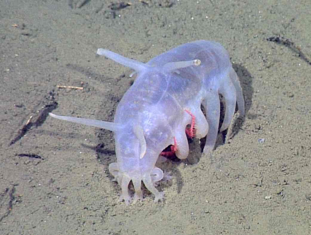 <p>Sea Pig</p>