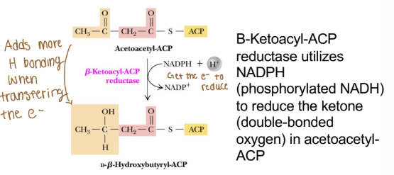 <p>Does reductase fatty acid anabolism) use ATP?&nbsp;</p>