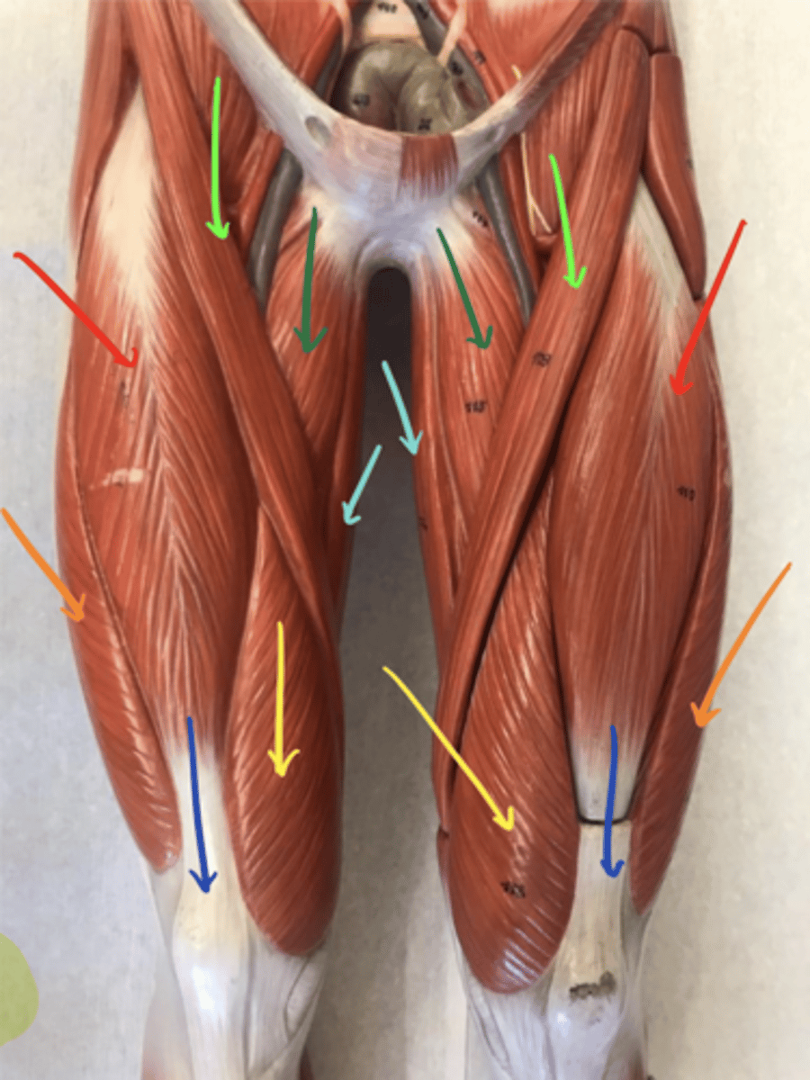 <p>ID the structure of the light blue arrow and its innervation.</p>